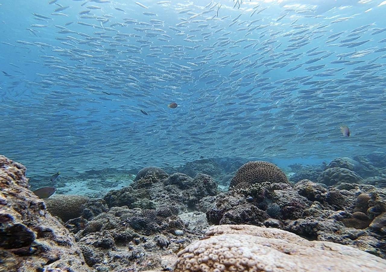 Pescadores Suites Moalboal Bagian luar foto